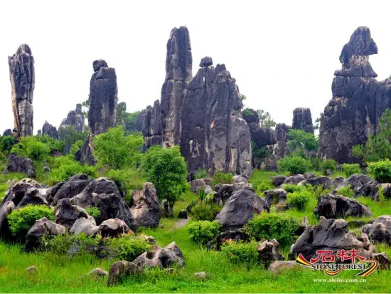 Stone Forest Scenic Area