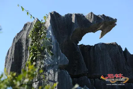 Stone Forest Scenic Area