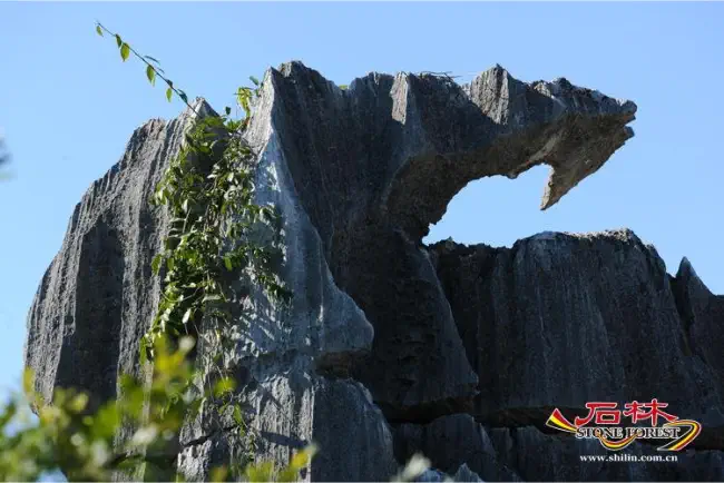 Stone Forest Scenic Area