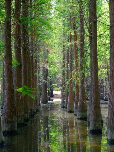 Kunming Haihong Wetland